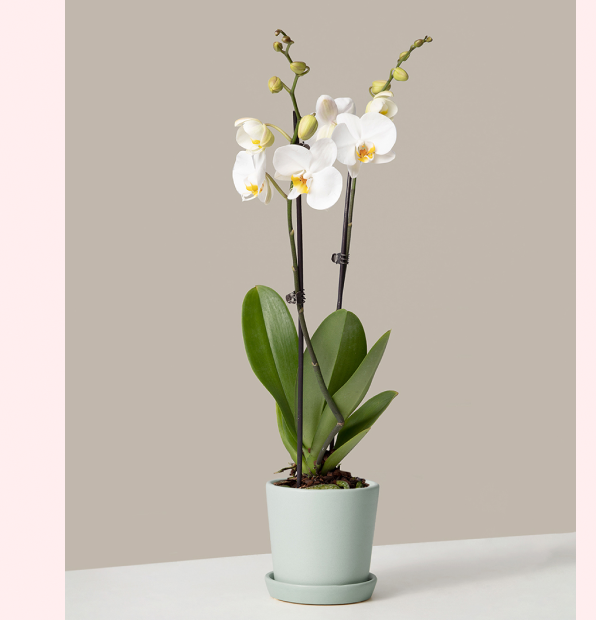 White Orchid