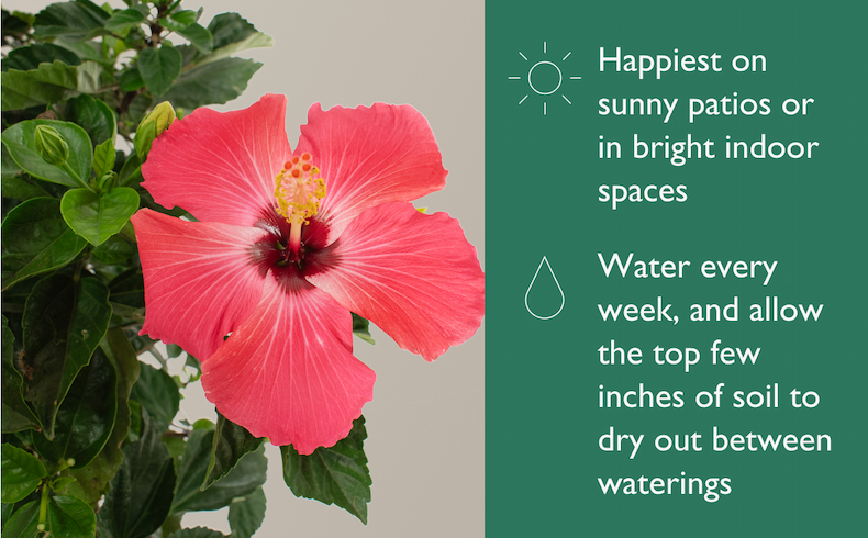 Hibiscus Plant Care: bright light, weekly waterings
