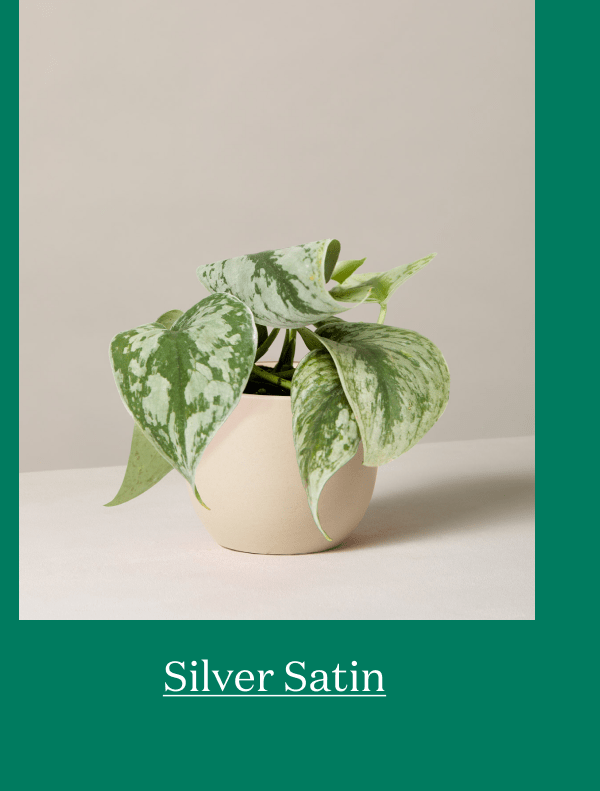 Silver Satin