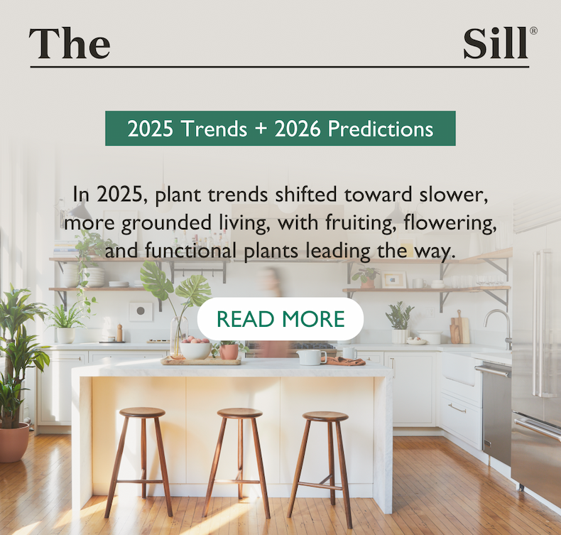 In 2025, plant trends shifted toward slower, more grounded living, with fruiting, flowering, and functional plants leading the way.
