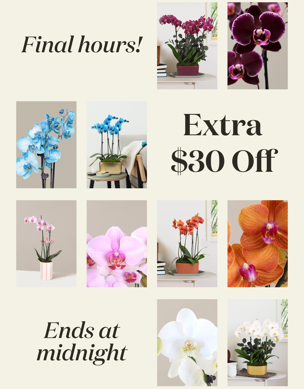 Final Hours! Extra $30 Off Orchids!