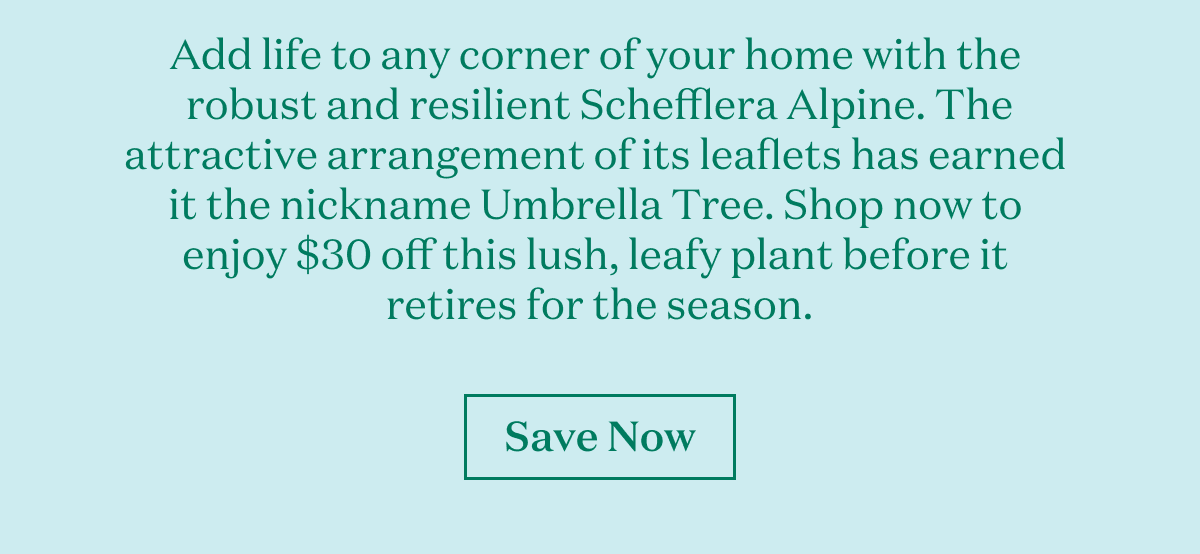 Add life to any corner of your home with the  robust and resilient Schefflera Alpine. The attractive arrangement of its leaflets has earned  it the nickname Umbrella Tree. Shop now to  enjoy $30 off this lush, leafy plant before it  retires for the season.