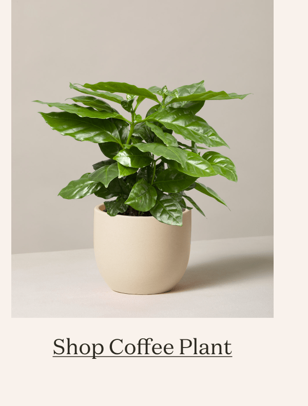 Coffee Plant