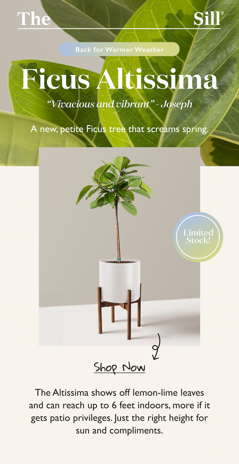 The Ficus Altissima flaunts lemon-lime leaves and can reach up to 6 feet indoors, more if it gets patio privileges. Just the right height for sun and compliments.