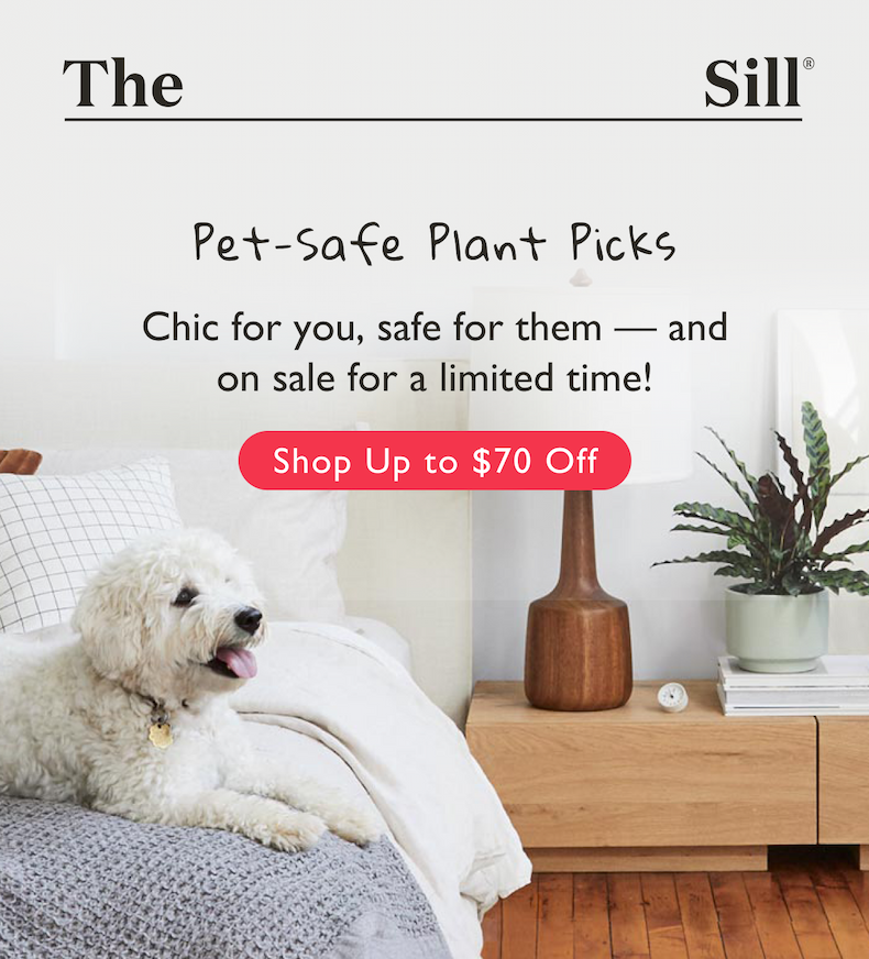 Pet Safe Plant Picks: Chic for you, safe for them, and on sale for a limited time.