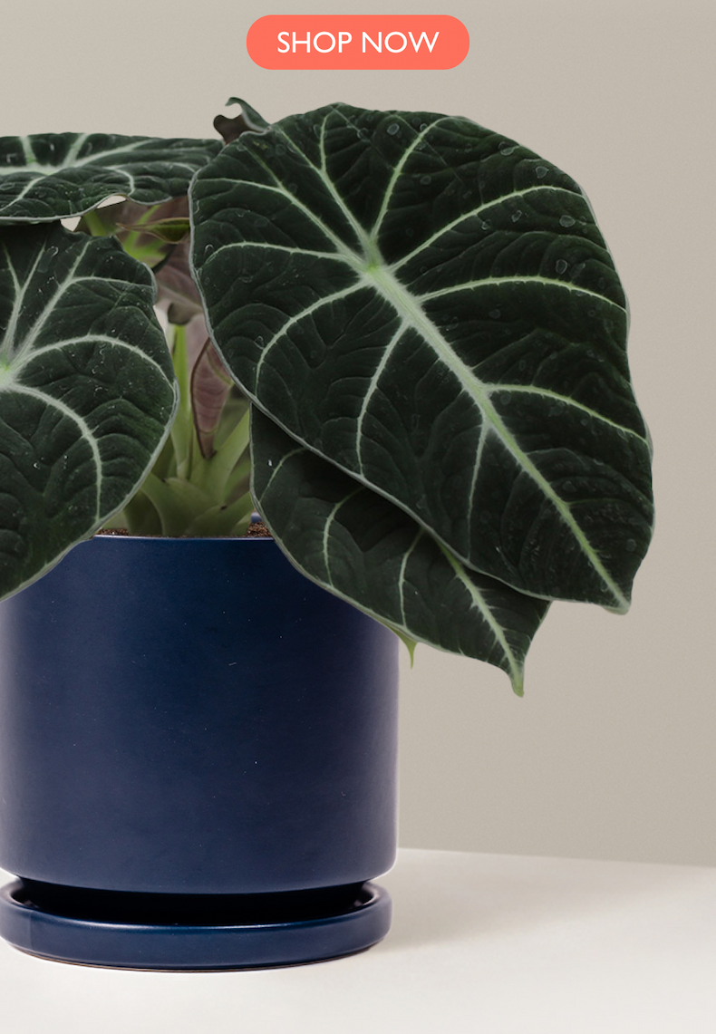 Photo of Alocasia Black Velvet in Midnight Isabella Planter