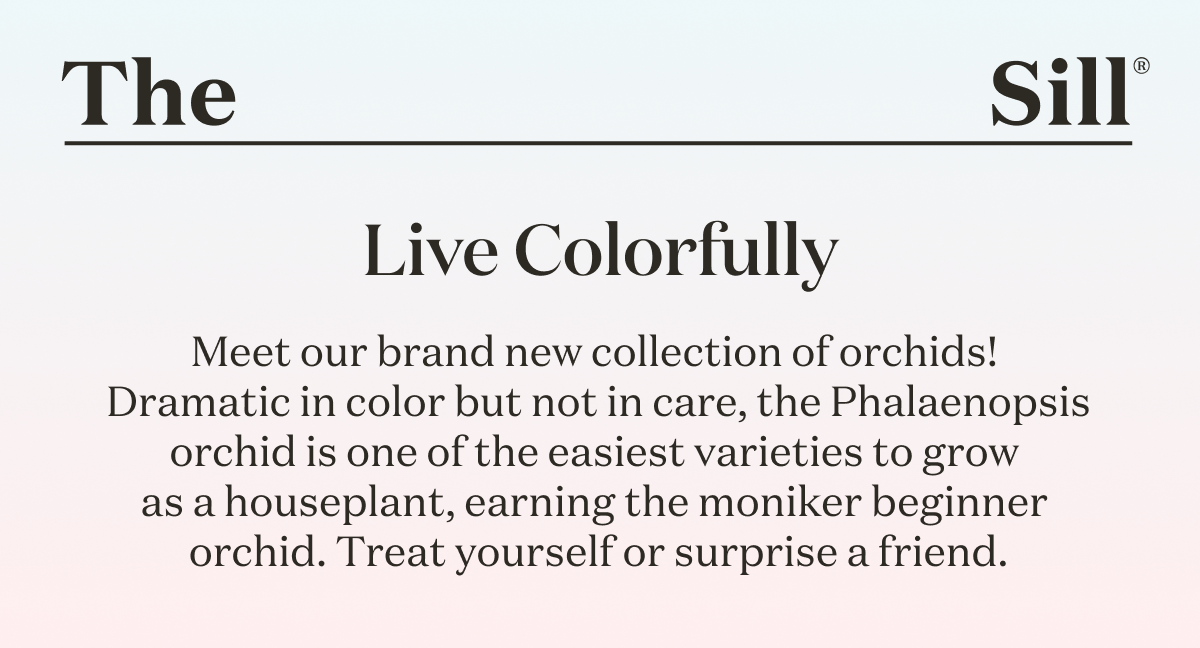 You get first dibs on our new collection of orchids!