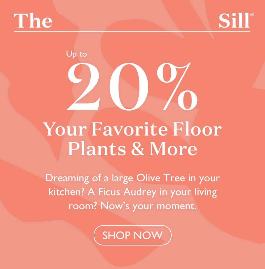Up to 20% off floor plants and more. Dreaming of a large Olive Tree in your kitchen? A Ficus Audrey in your living room? Now’s your moment.