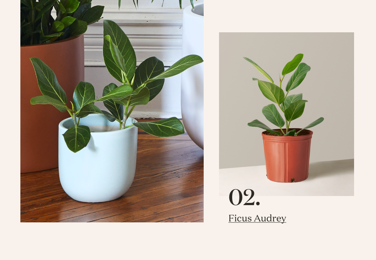 Ficus Audrey