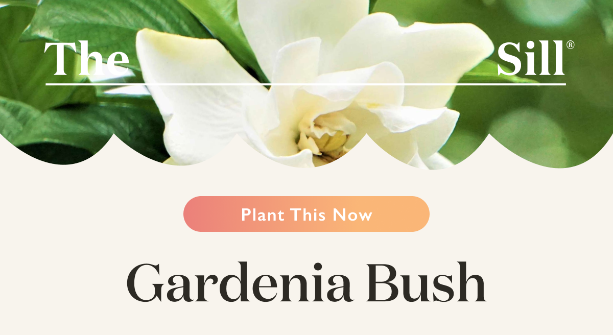 Plant This Now, Flowering & Fragrant Edition