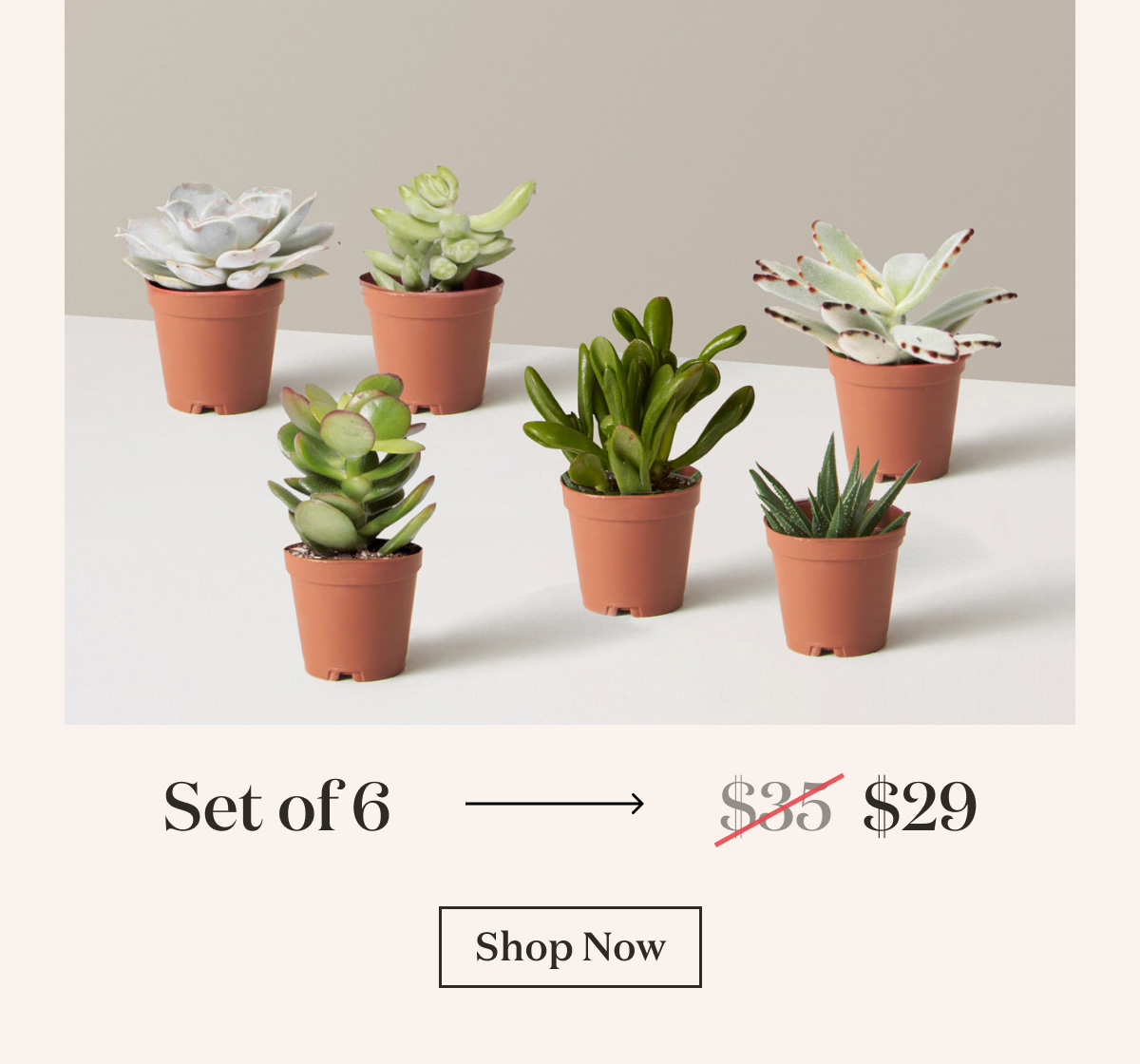 Set of 6