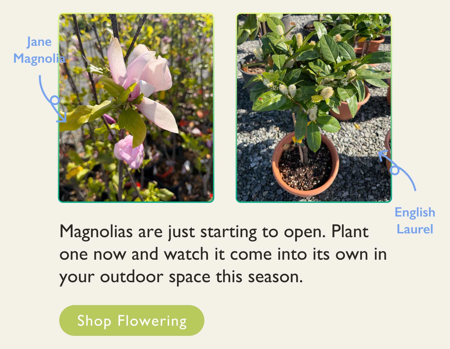 Magnolias are just starting to open. Plant one now and watch it come to life this season.