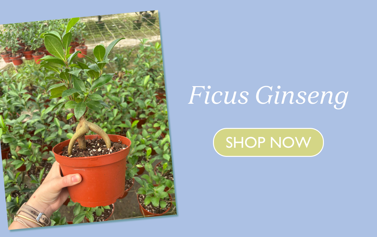 Ficus Ginseng