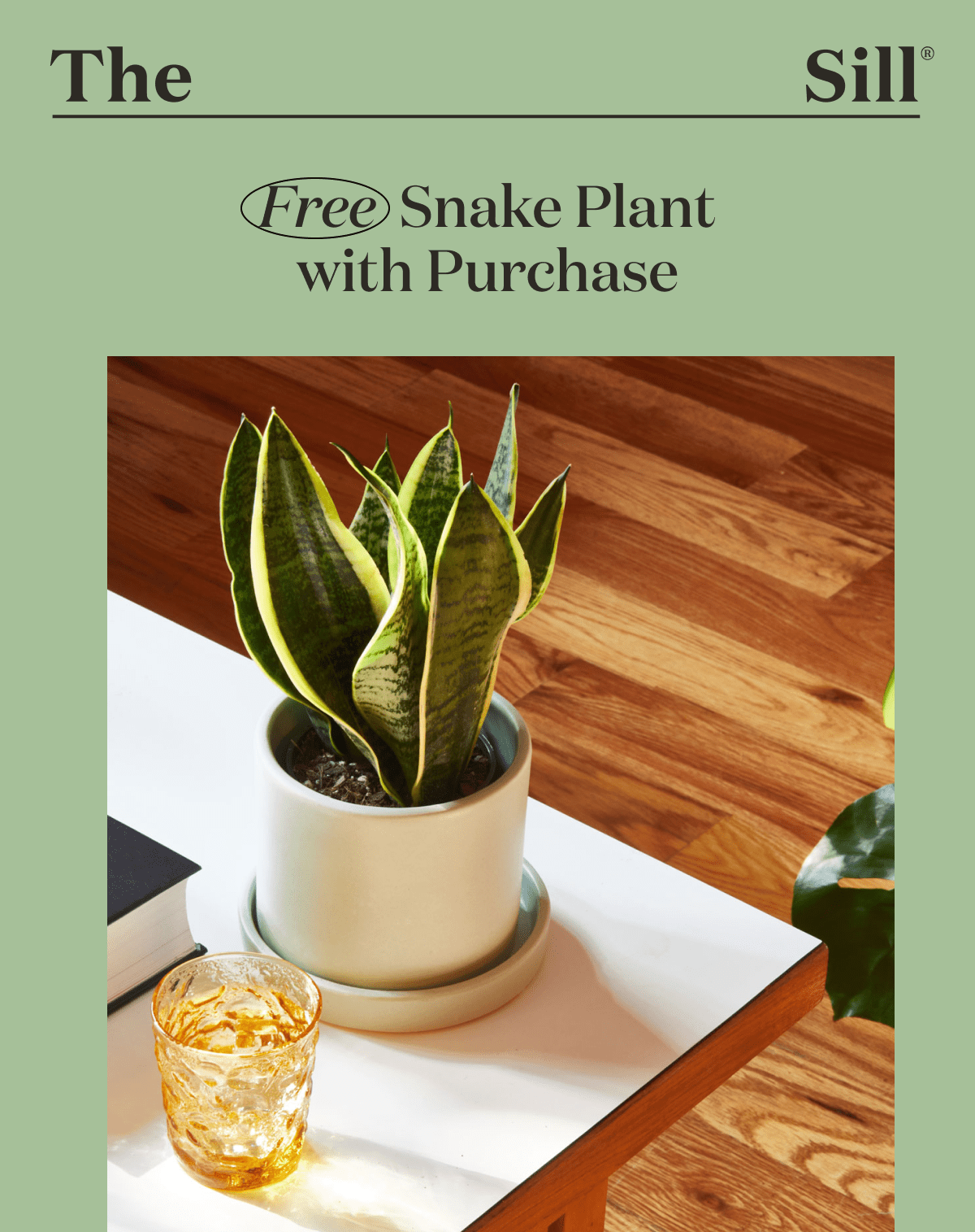 Free Snake Plant with Purchase. 