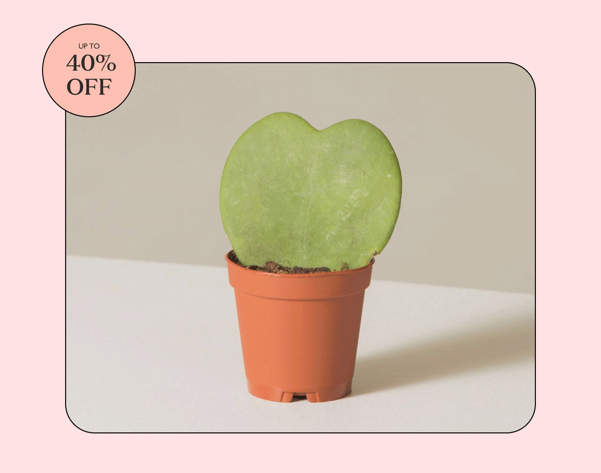 Celebrate the longest day of the year with big savings on seasonal top sellers and year-round favorites. Whether you are starting your green journey or a plant expert, our Summer Solstice Sale has a unique plant to add to your collection.   Enhance your living space. Shop our sale now!