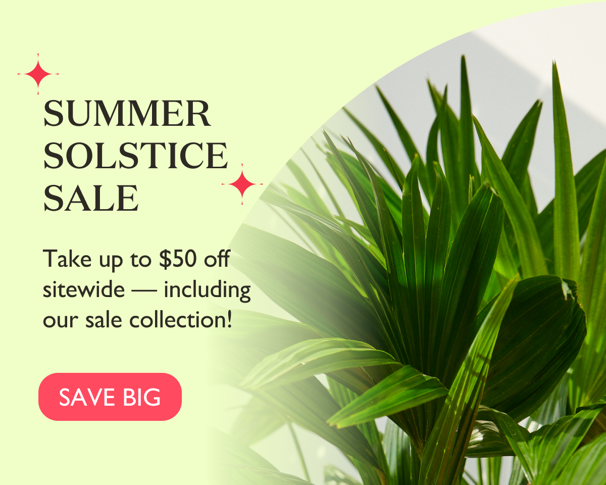 Shop the Summer Solstice Sale