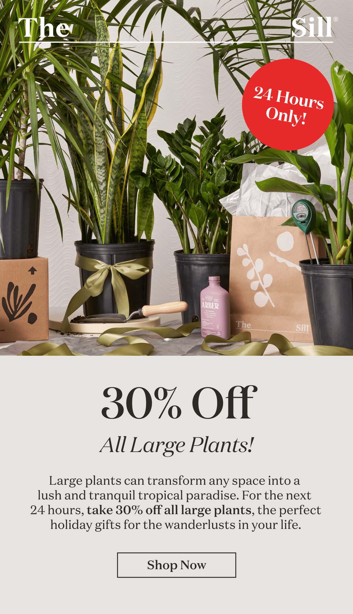 30% off All Large Plants! Large plants can transform any space into a  lush and tranquil tropical paradise. For the next  24 hours, take 30% off all large plants, the perfect holiday gifts for the wanderlusts in your life.