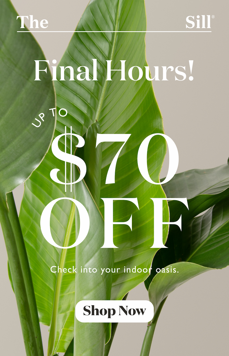 Final hours! Check into your indoor oasis. Shop now. 