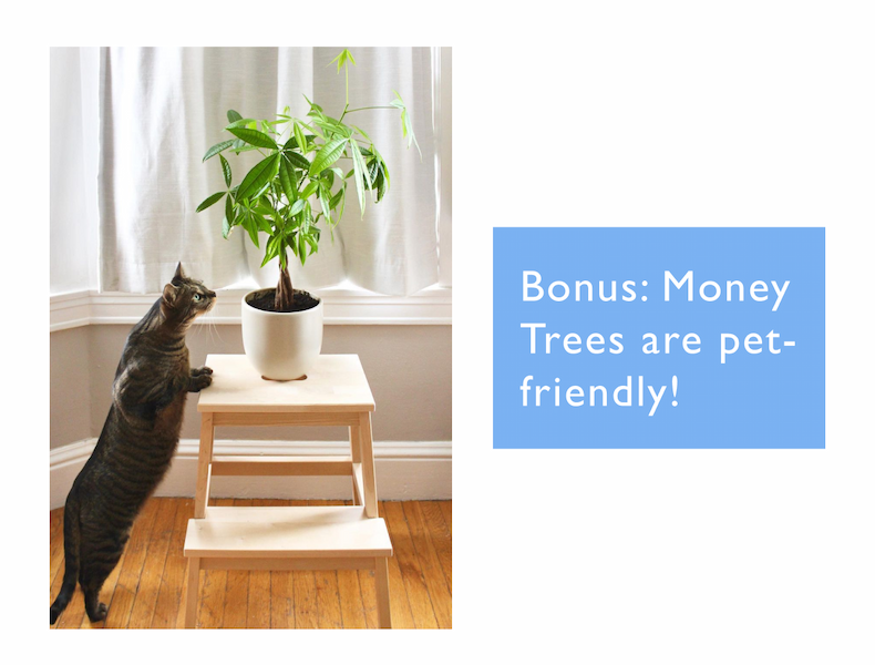 Bonus: Money Trees are pet-friendly.