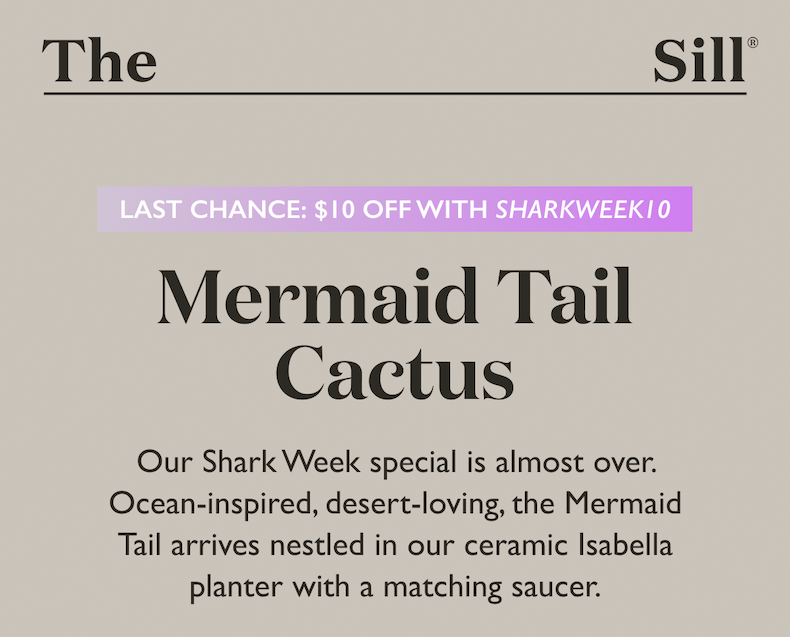 Ocean-inspired, desert-loving, the Mermaid Tail arrives nestled in our ceramic Isabella planter.