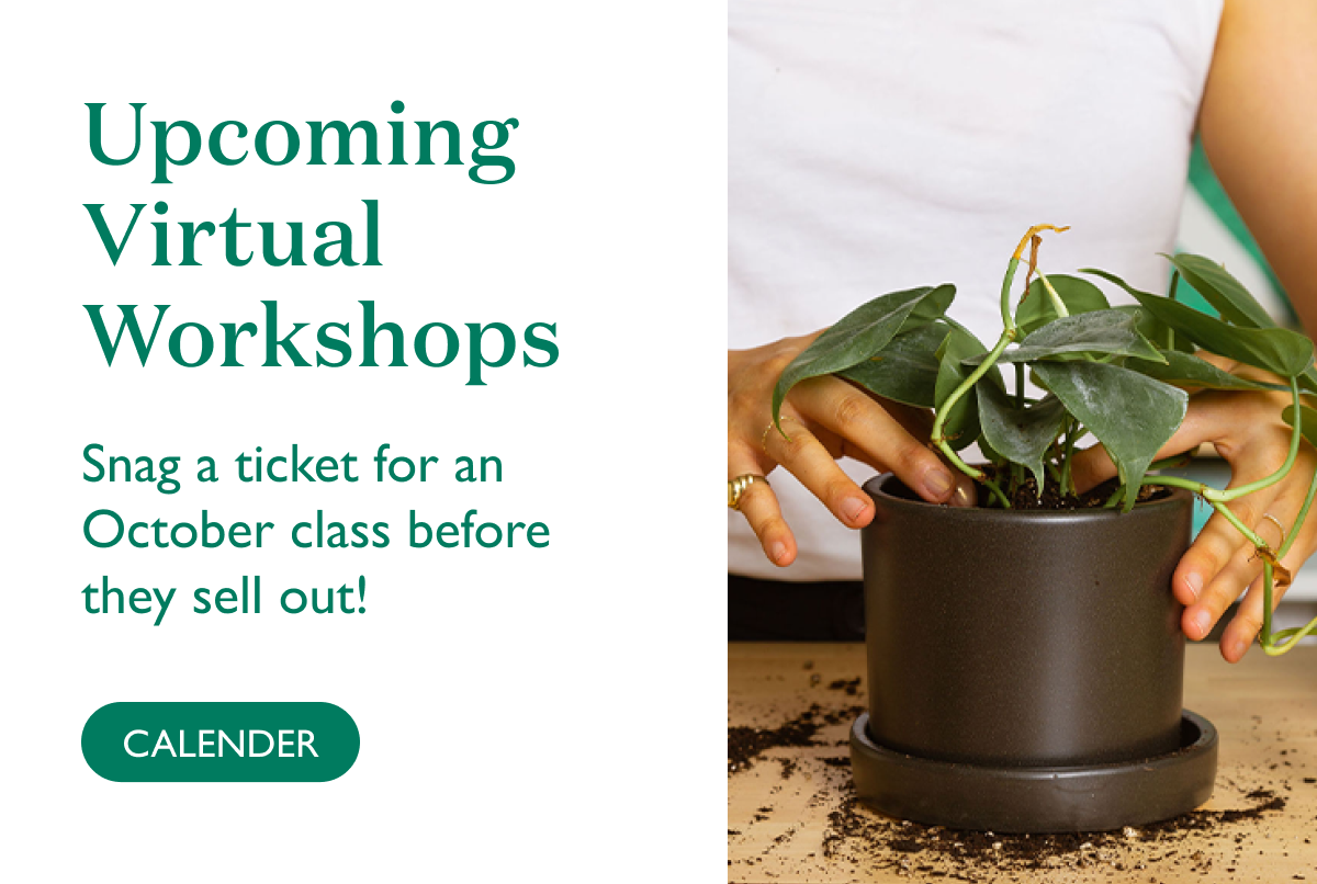 Upcoming Virtual Workshops