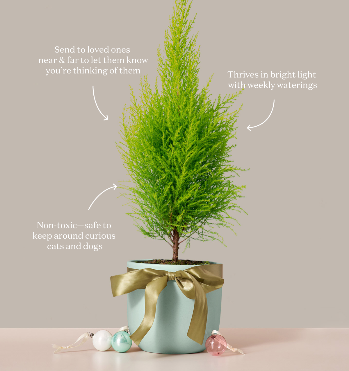Thrives in bright light with weekly waterings  Non-toxic—safe to keep around curious cats and dogs 
