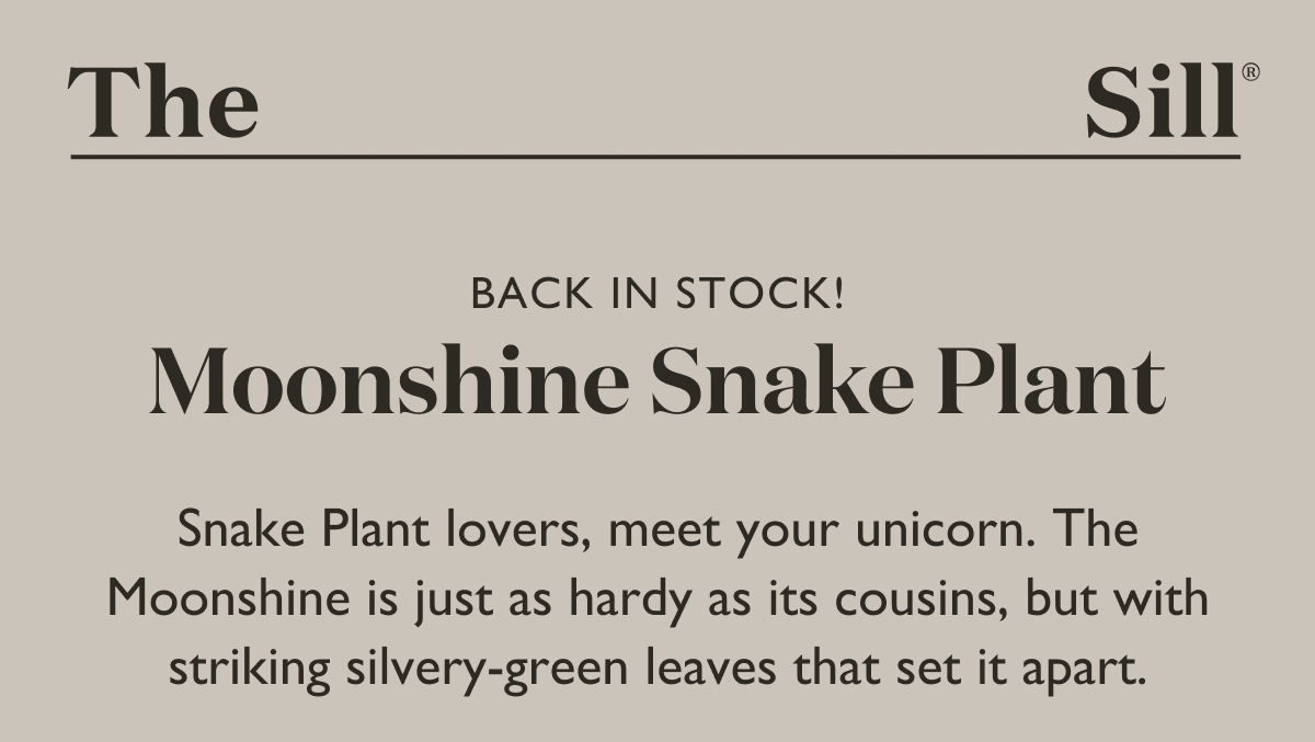 Snake Plant lovers, meet your unicorn. The Moonshine is just as hardy as its cousins, but with striking silvery-green leaves that set it apart.