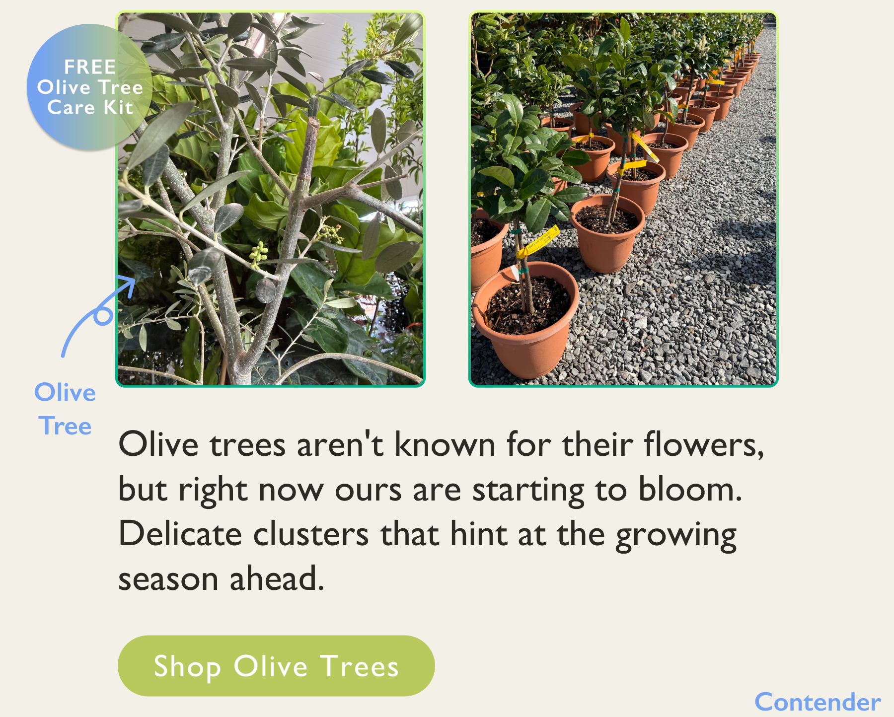 Olive trees starting to bloom. A sign of the growing season ahead.
