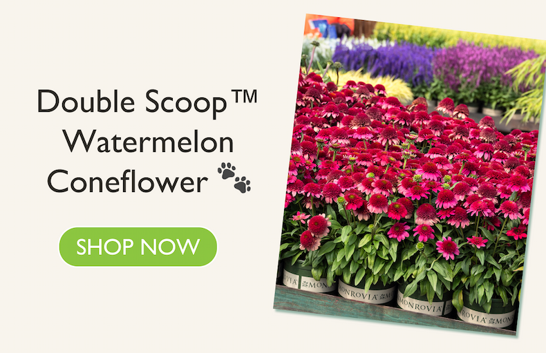 Watermelon Coneflower