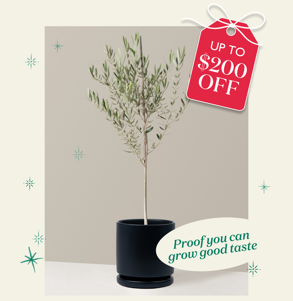 Olive Tree and Isabella Planter in Black