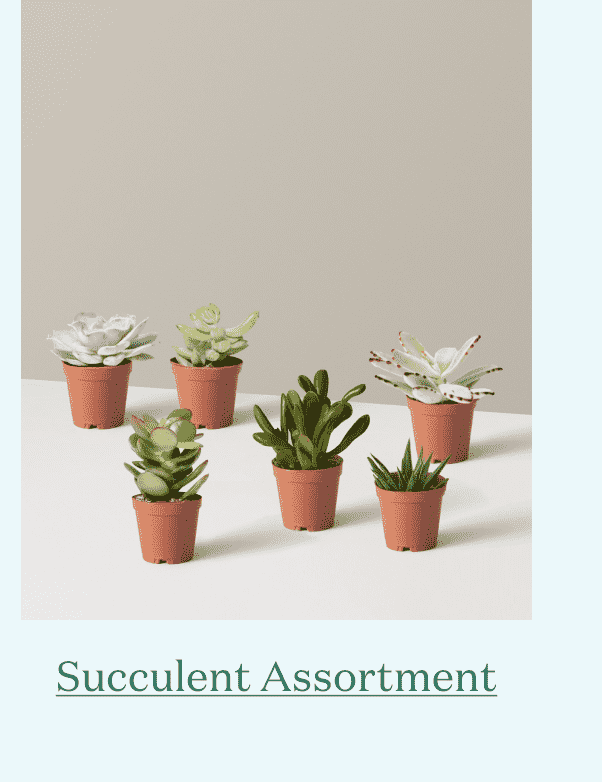 Succulent Assortment