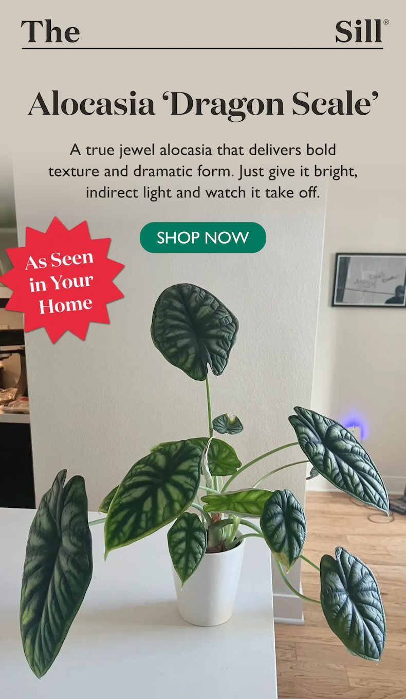 Shop the Alocasia Dragon Scale. A true jewel alocasia that delivers bold texture and dramatic form.