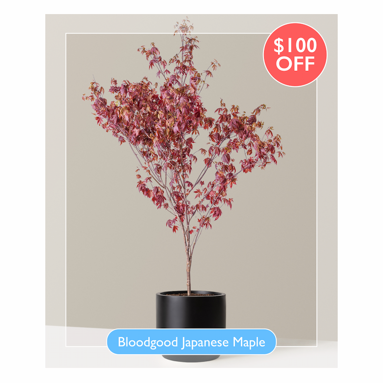 Bloodgood Japanese Maple