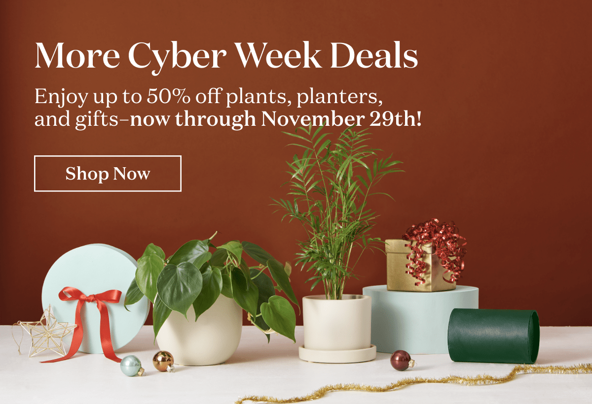 More Cyber Week Deals. Enjoy up to 50% off plants, planters and gifts-- now through November 29th.