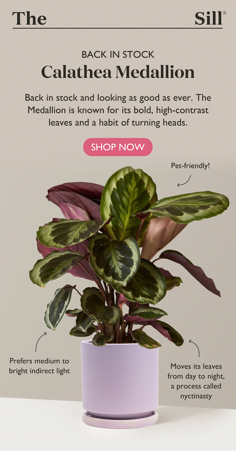 Back in stock and looking as good as ever. The Calathea Medallion is known for its bold, high-contrast leaves and a habit of turning heads.