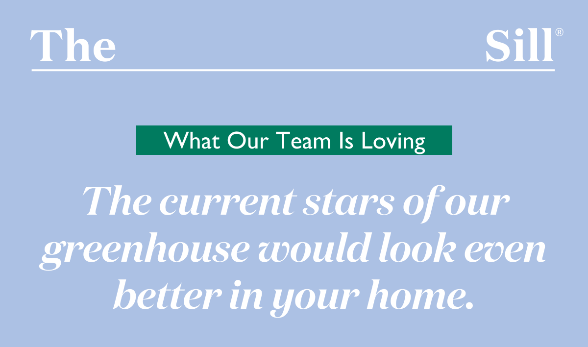 What we're loving. Meet the current stars of the greenhouse.