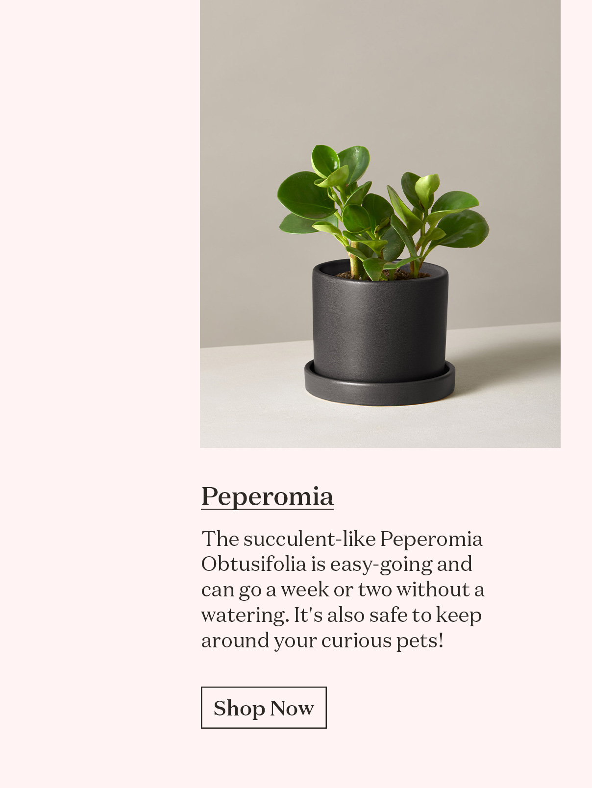 Peperomia