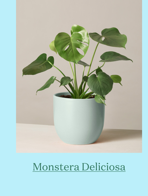 Monstera Deliciosa