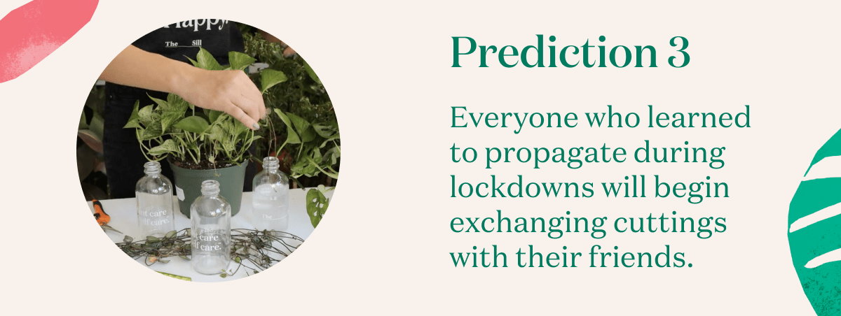 Everyone who learned  to propagate during lockdowns will begin exchanging cuttings  with their friends.