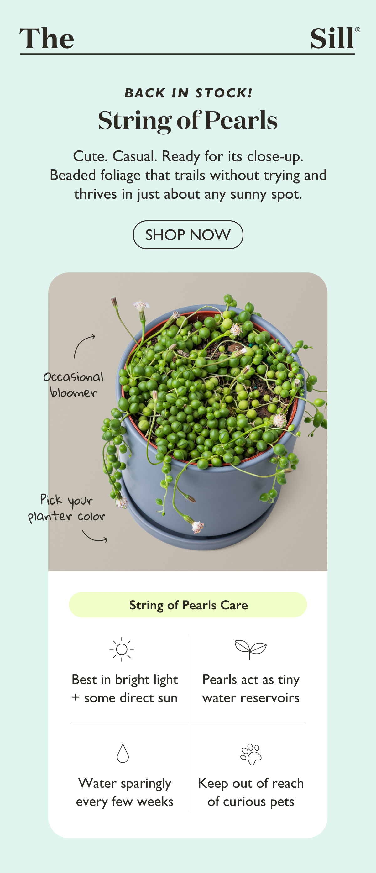 The String of Pearls is back in stock. Beaded foliage that trails without trying and thrives in just about any sunny spot. Shop now. 