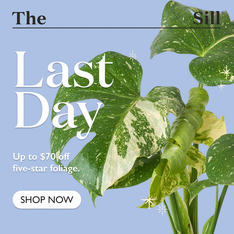 Last Day: Up to $70 off five-star foliage. Shop now. 