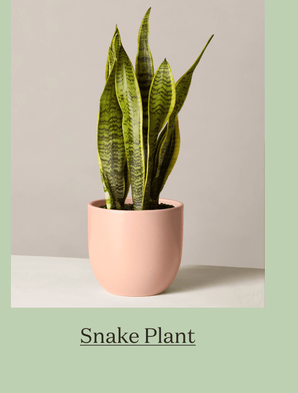 Snake Plant