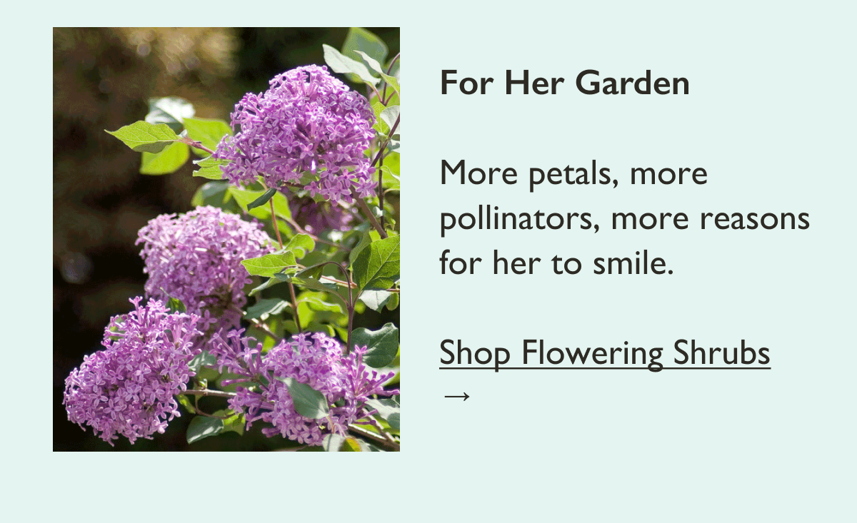 Flowering Shrubs and Pollinator Plants for Her Garden