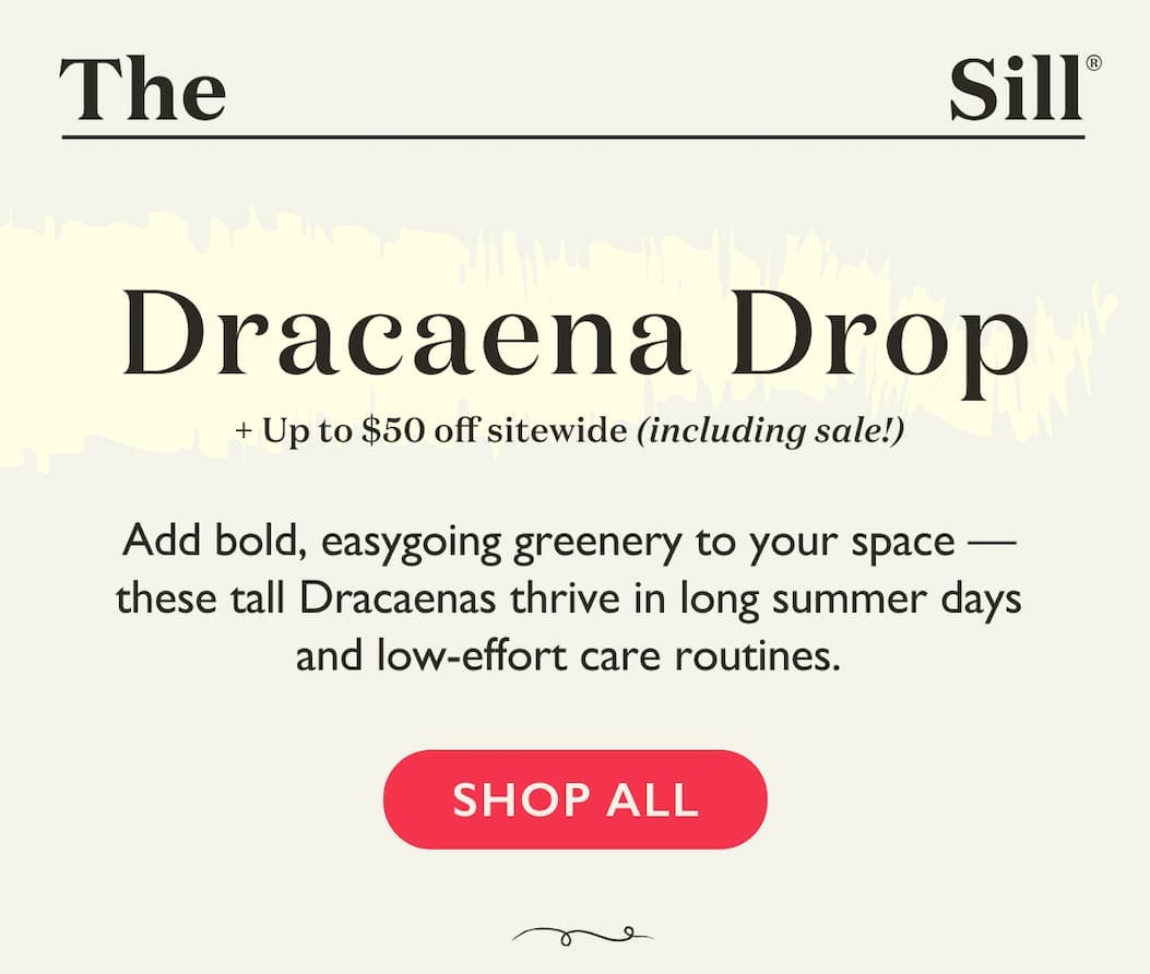 Shop the Dracaena Summer Drop