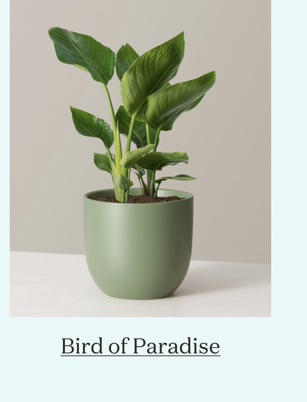Bird of Paradise