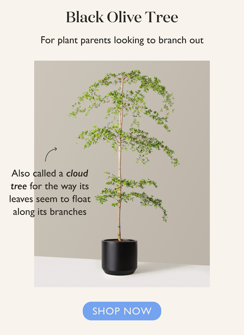 Black Olive Tree