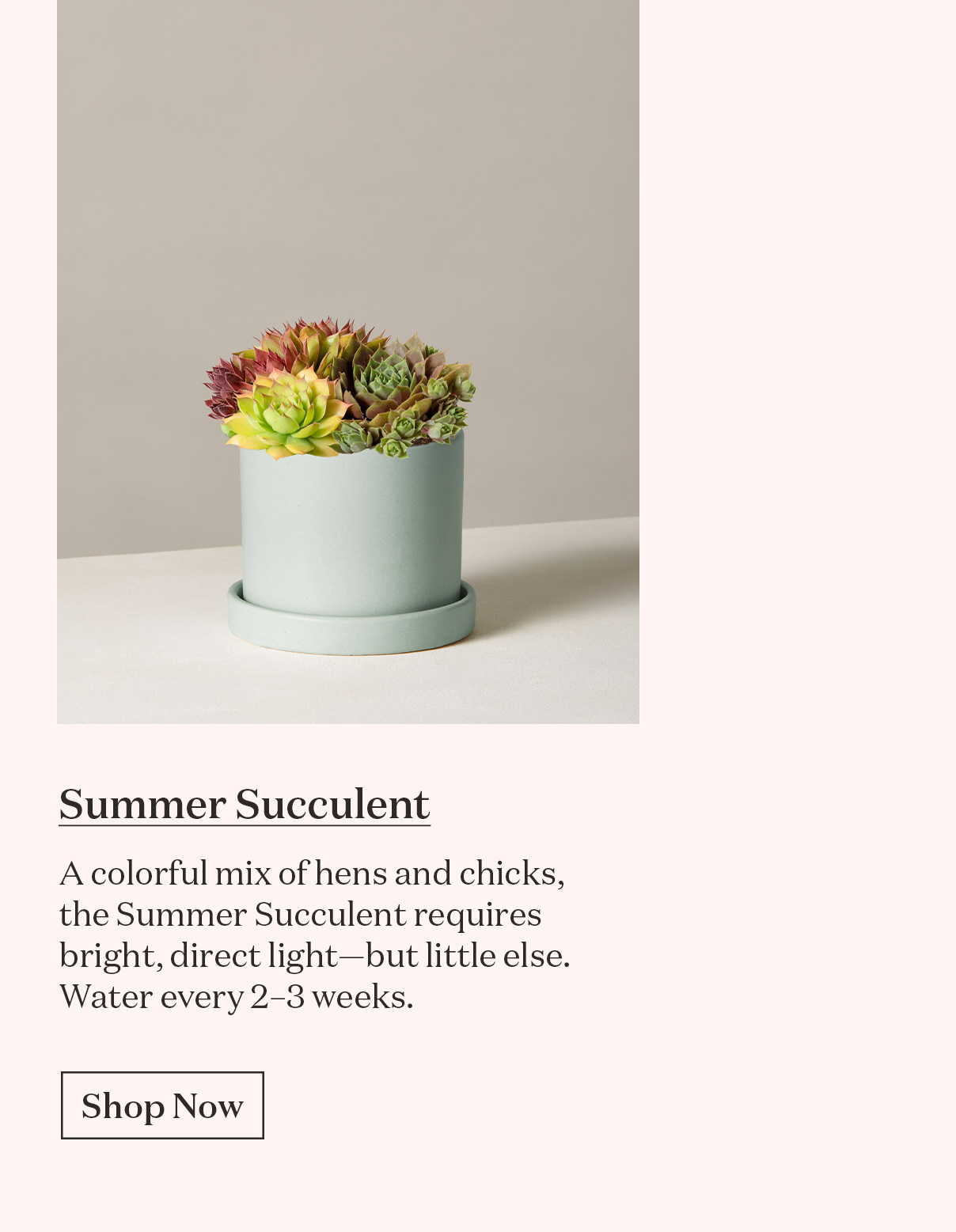 Summer Succulent