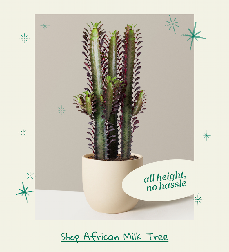 Shop African Milk Tree