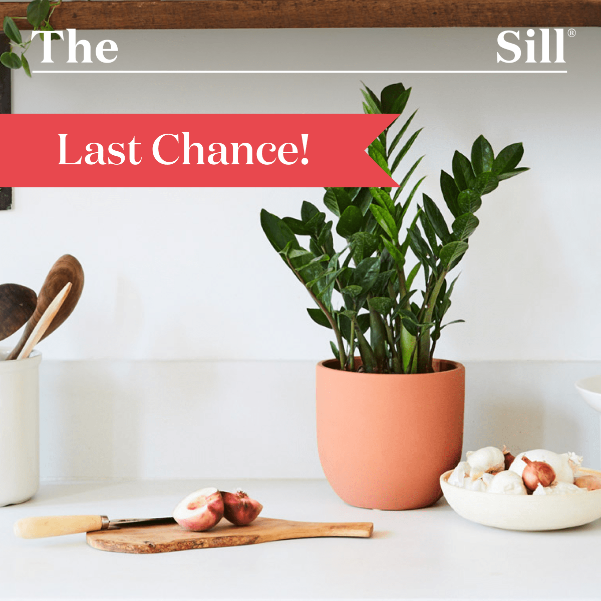 Last Chance! Free ZZ Plant with Purchase.