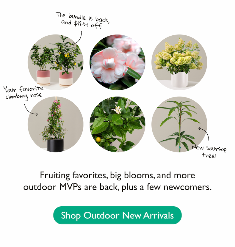 Fruiting favorites, big blooms, and more outdoor MVPs are back, plus a few newcomers. Shop Outdoor New Arrivals. 